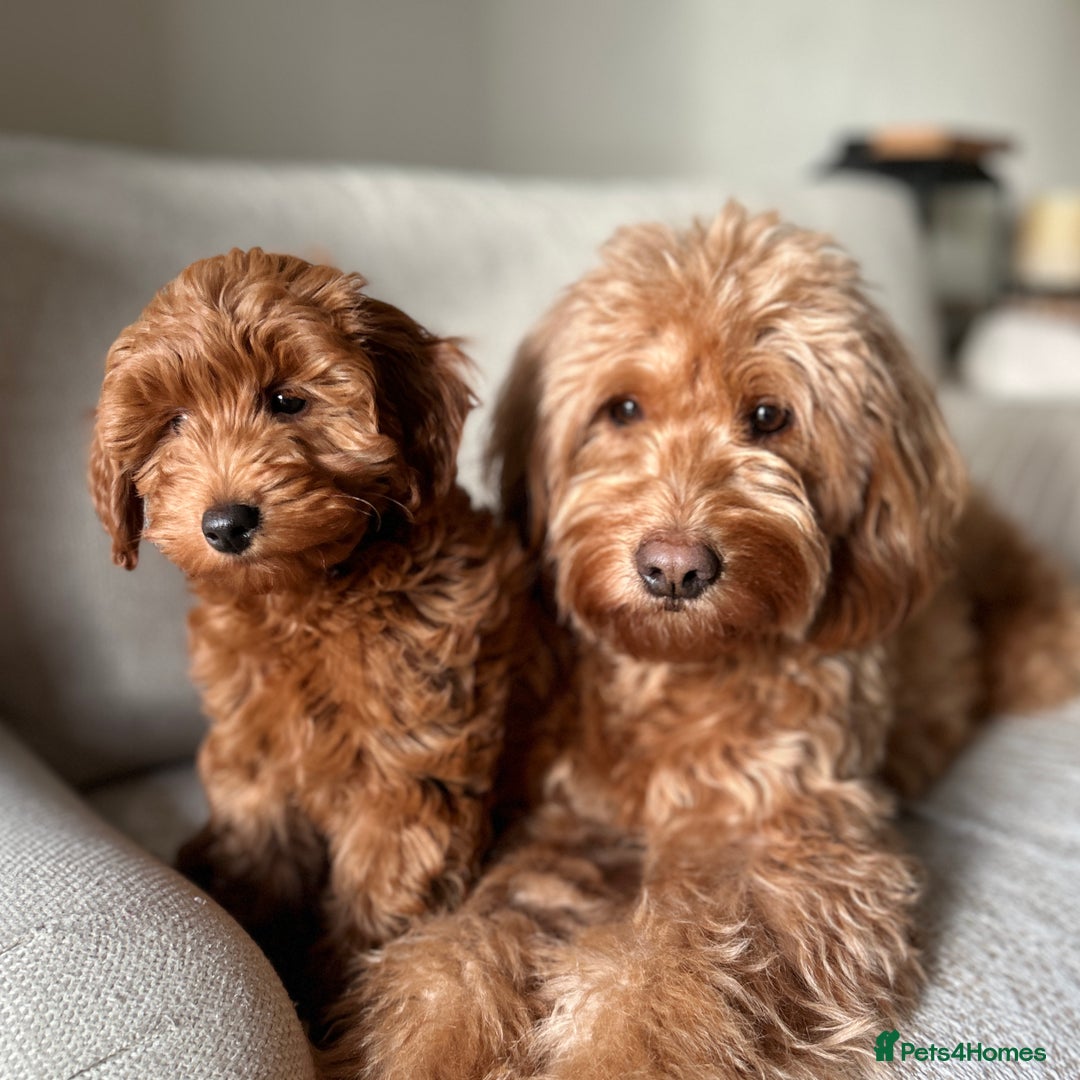 Mini Goldendoodle dogs for sale: Trained F1b Toy Goldendoodle - DNA/Health tested - Advert 2