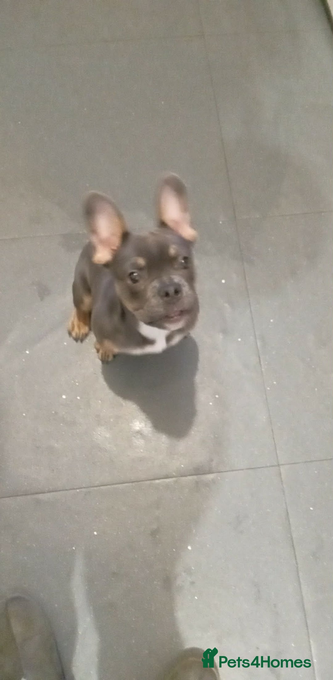 French Bulldog dogs for sale: Full bloodline French bulldog for rehome  - Advert 9