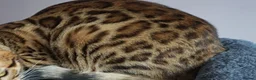 Bengal cats for sale: TICA Active Reg 11mth Bengal Girl  - Advert 6