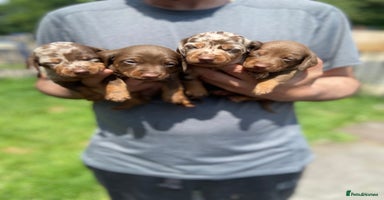 Miniature Dachshund dogs - Advert 2