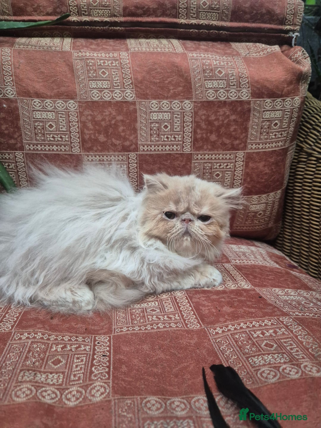 Persian cats for sale: 💙READY NOW💙🏆Champion sired Persian boy💙 😸  - Advert 8