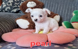Chihuahua dogs for sale: Chihuahuas puppy's   - Image 11