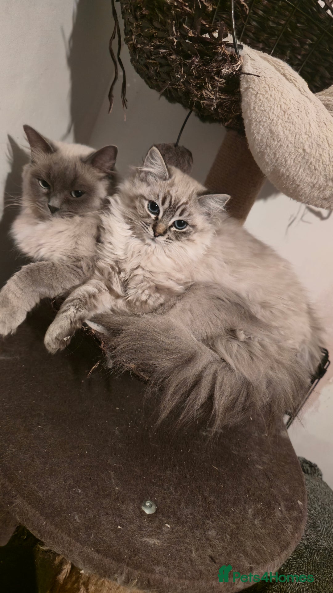 Ragdoll cats for sale: Adorable Ragdoll cross Scottish Straight - Advert 23
