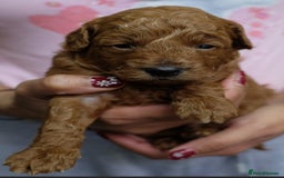 Toy Poodle dogs for sale: Gorgeous KC registered Red Toy Poodle pups - Image 13