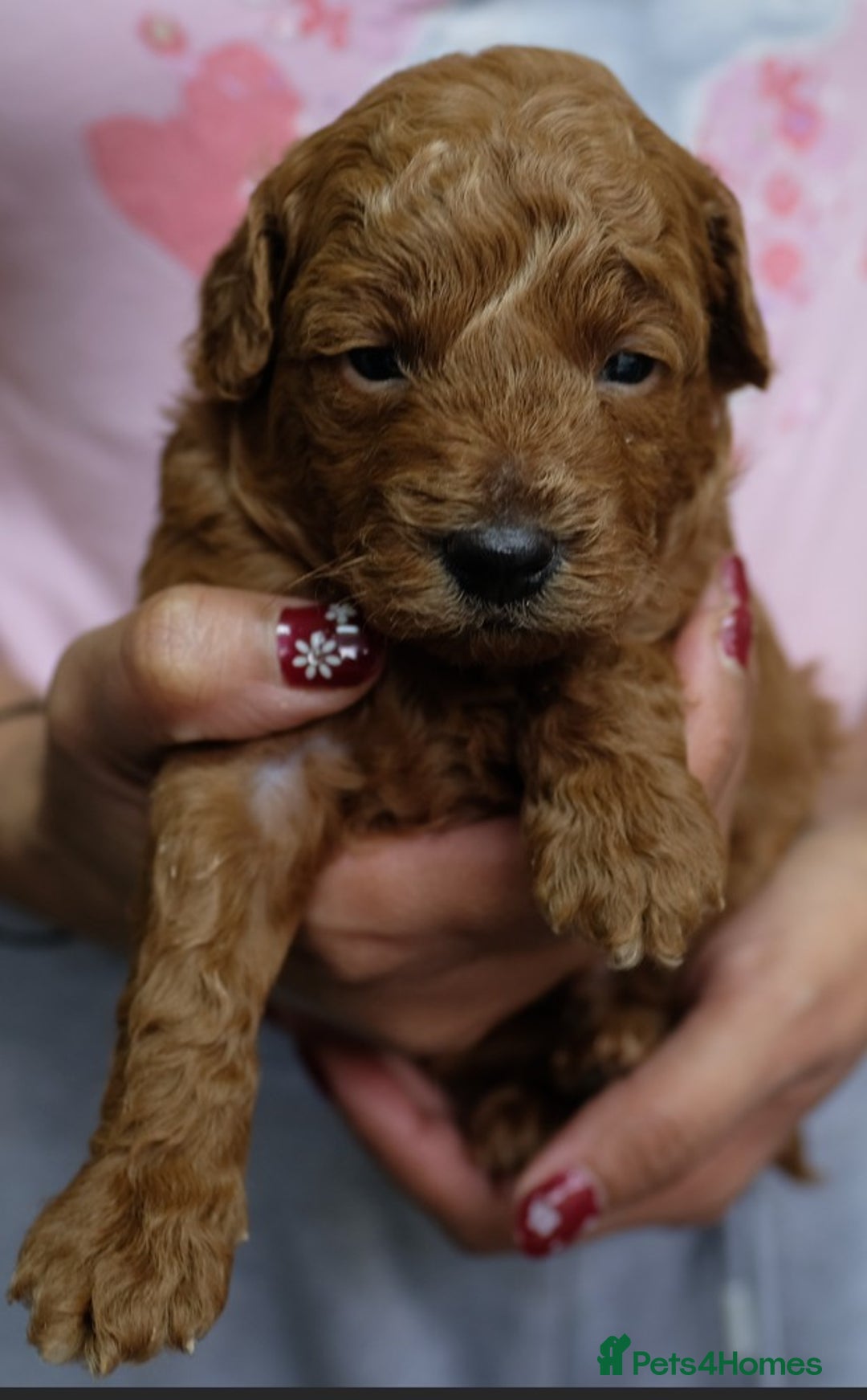 Toy Poodle dogs for sale: Gorgeous KC registered Red Toy Poodle pups - Image 13