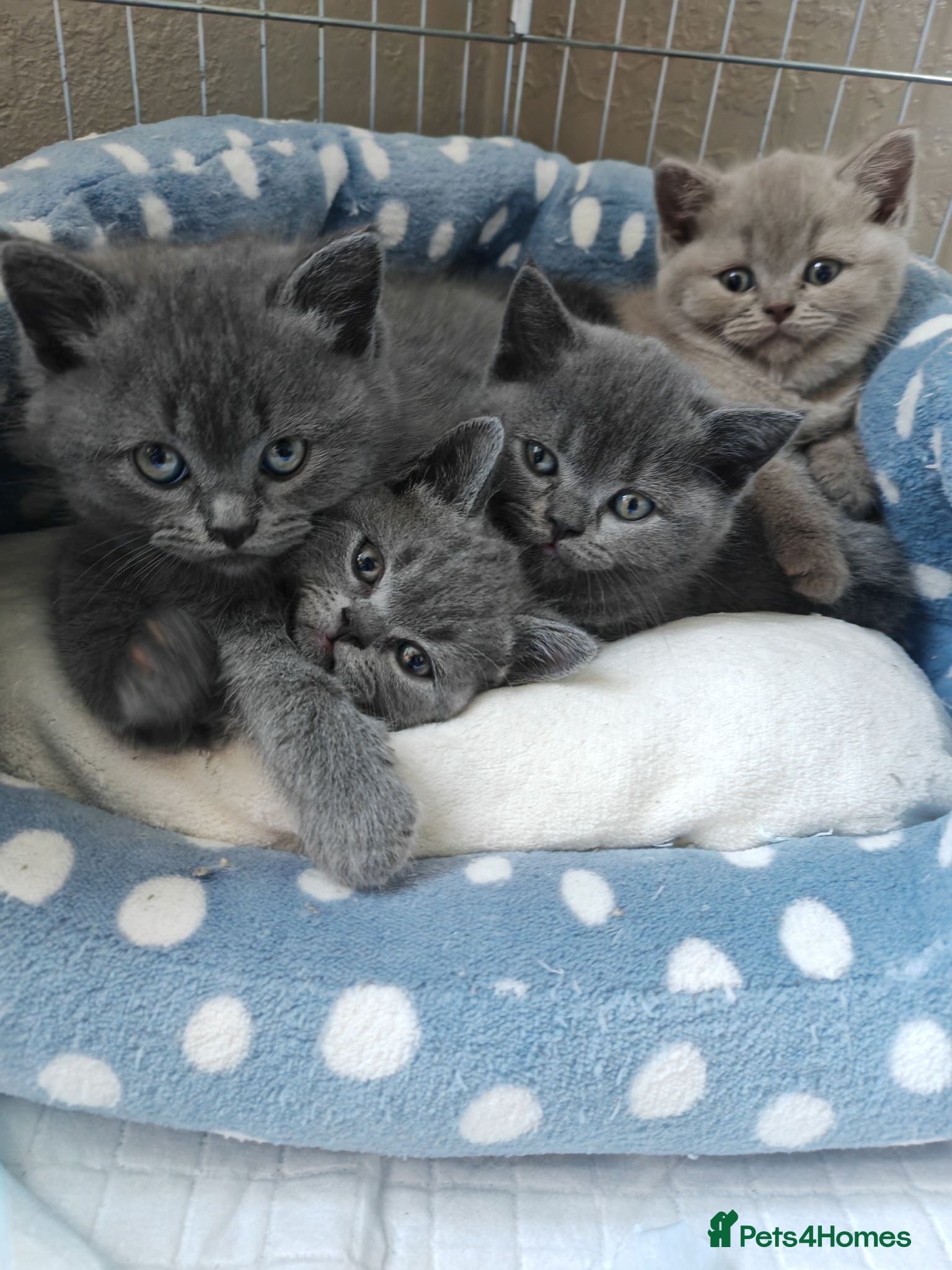 British Shorthair cats Chunky British Shorthair Kittens - Advert 8