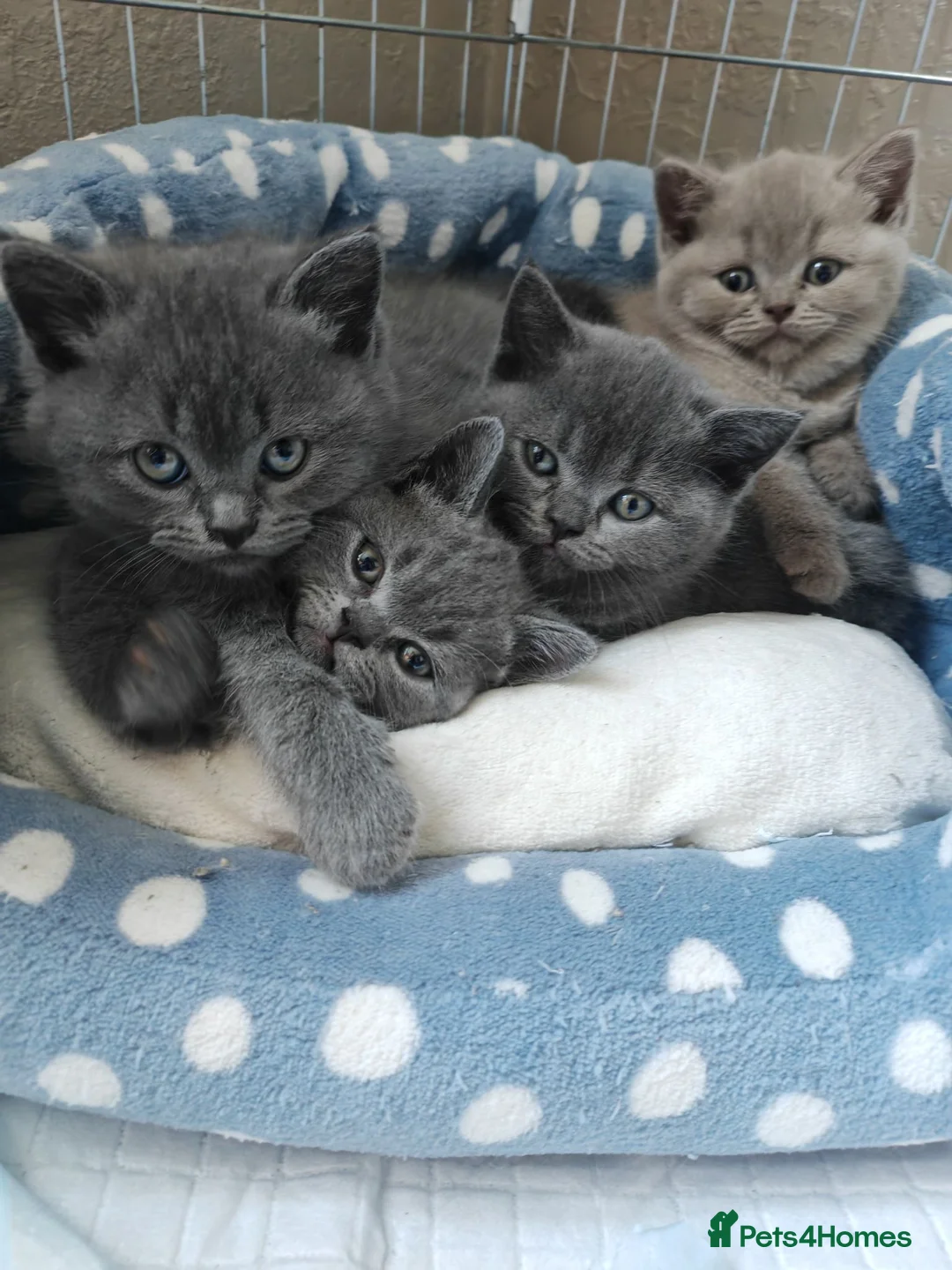 British Shorthair cats for sale: Chunky British Shorthair Kittens - Advert 2