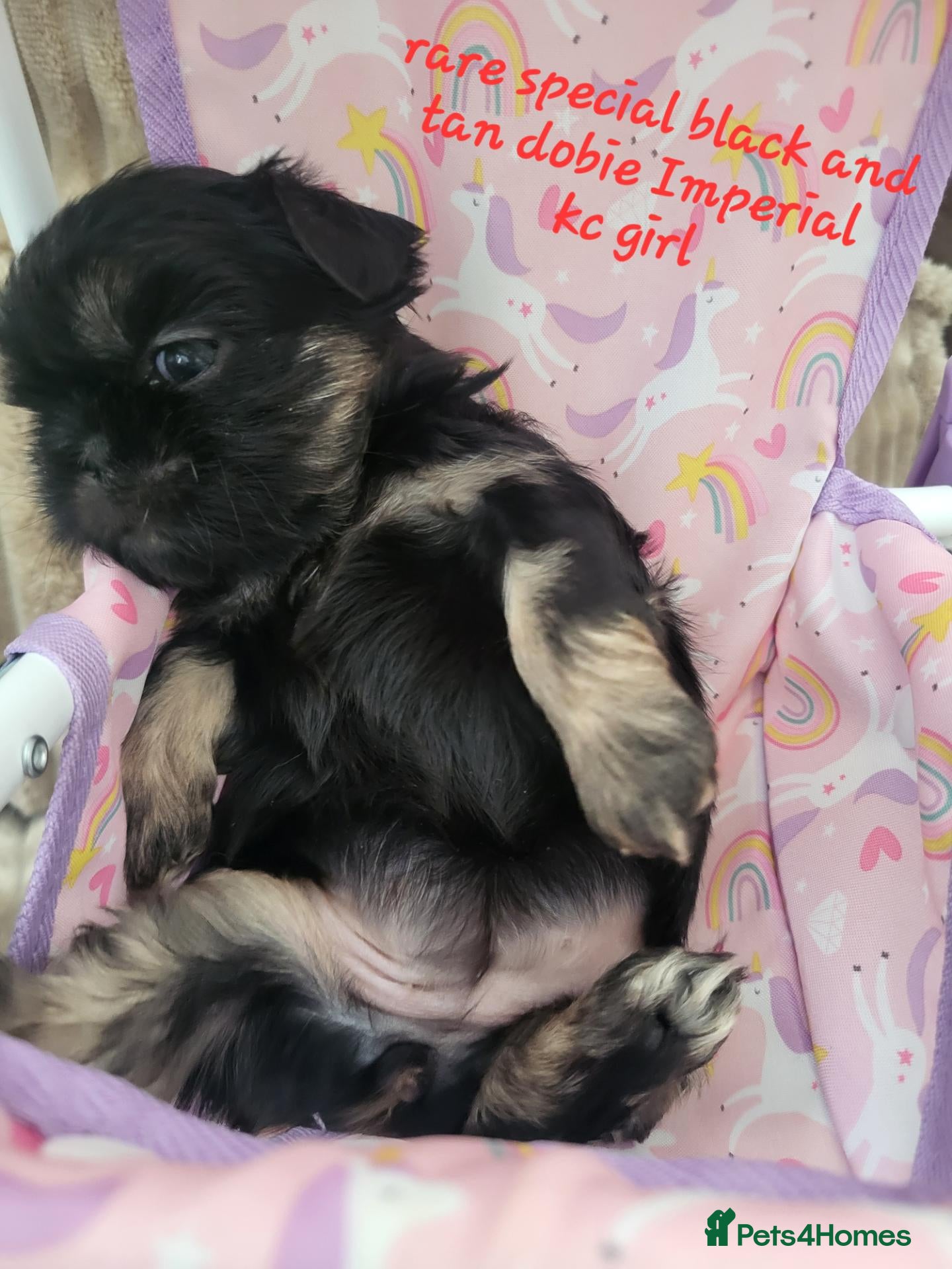 Shih Tzu dogs Quality dobie kc Imperial shih tzu  - Advert 8