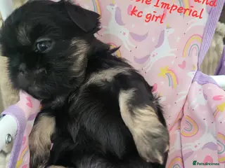 Shih Tzu dogs Quality dobie kc Imperial shih tzu - Advert 8