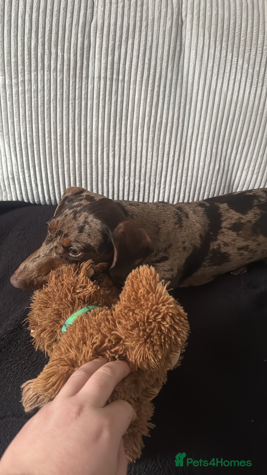 Dachshund dogs for sale: Dachshund puppy!  - Advert 1