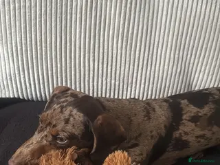 Dachshund dogs Dachshund puppy! - Advert 1