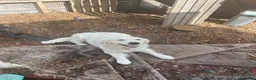 Golden Retriever dogs for sale: White golden puppy’s  - Advert 6