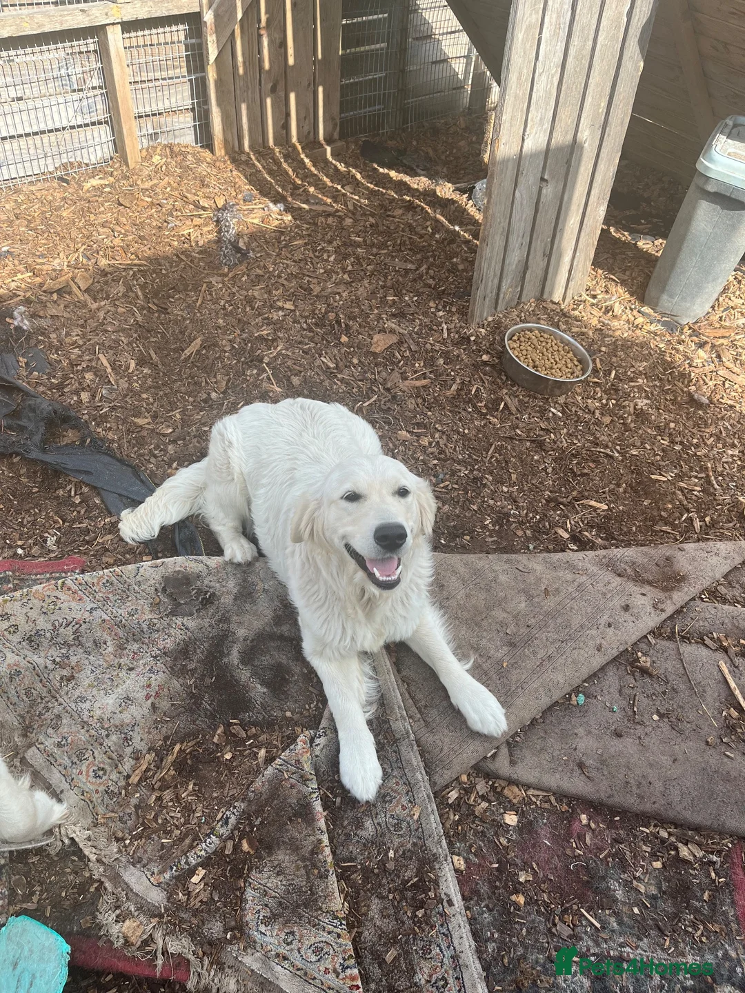 Golden Retriever dogs for sale: White golden puppy’s  - Advert 6