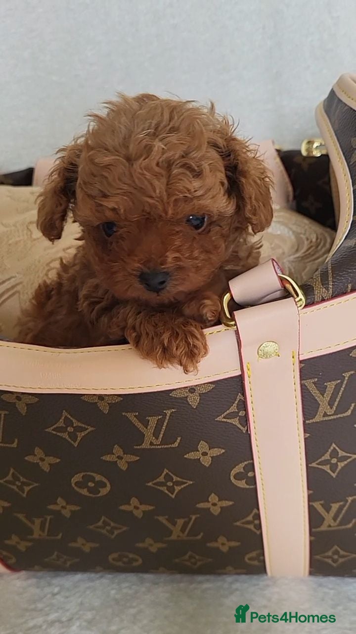 Toy Poodle dogs Exclusive Asian Toy Poodle Boys – 3 Available - Advert 2