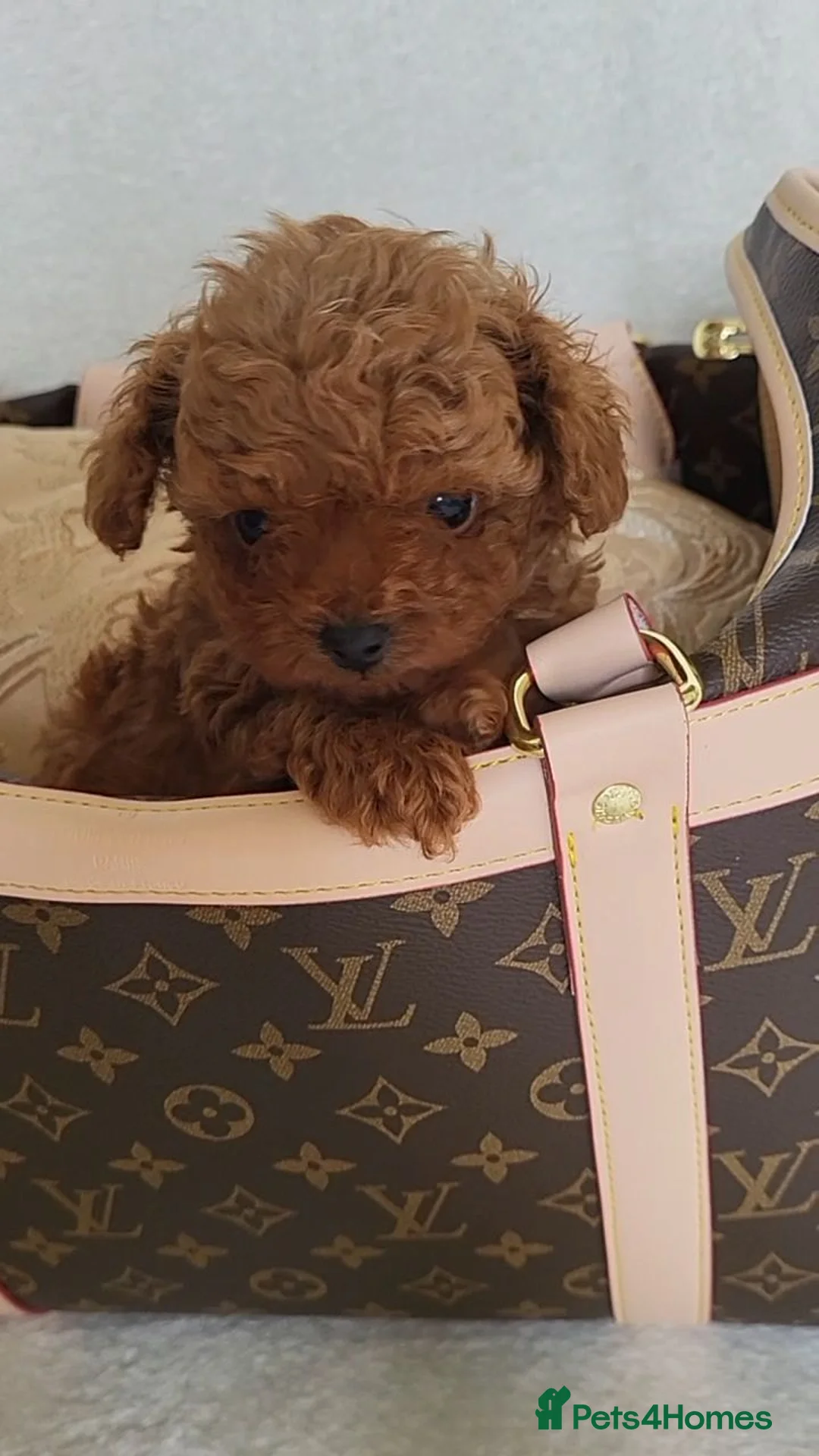 Toy Poodle dogs for sale: Exclusive Asian Toy Poodle Boys – 3 Available - Advert 2
