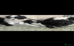 Maltipoo dogs for sale: Maltipoo puppies for sale  - Image 18