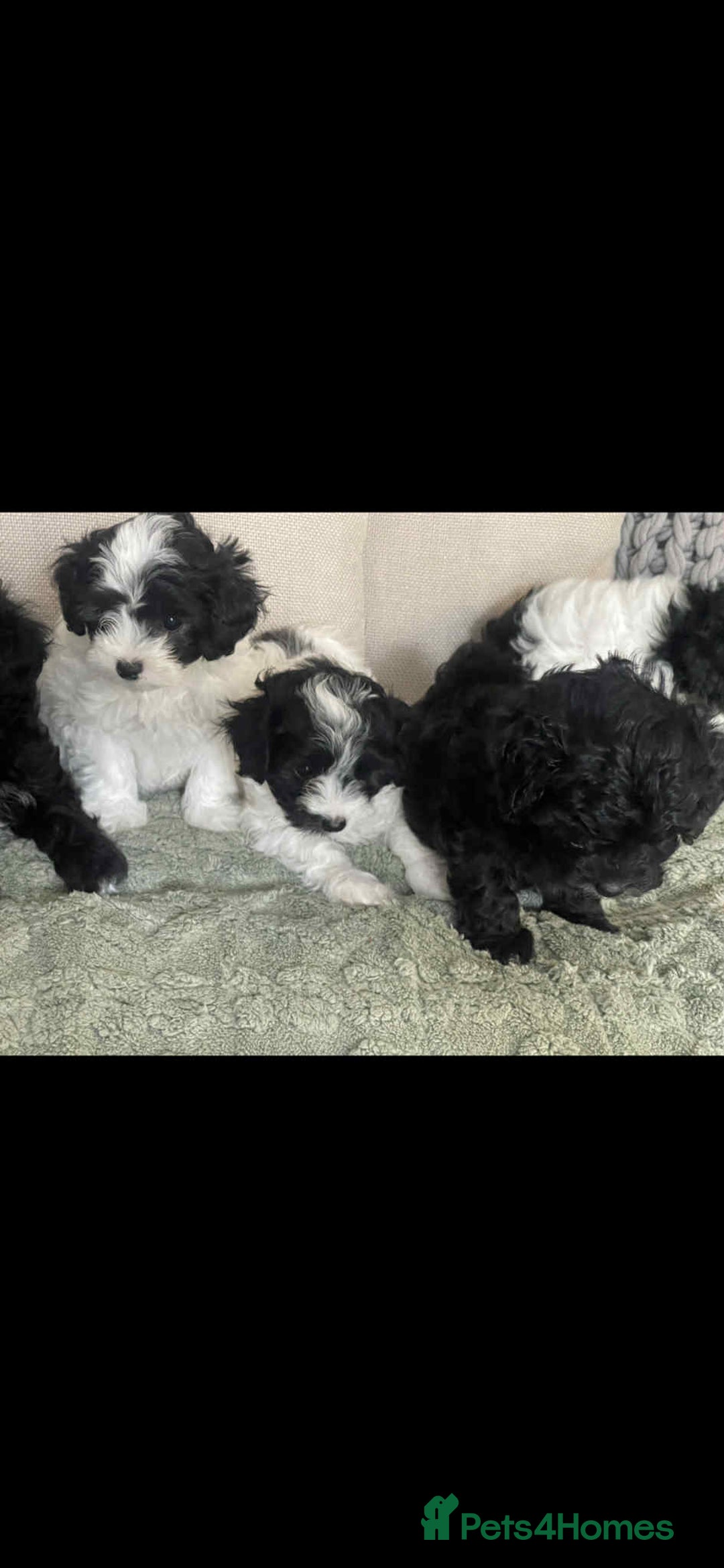 Maltipoo dogs for sale: Maltipoo puppies for sale  - Image 18