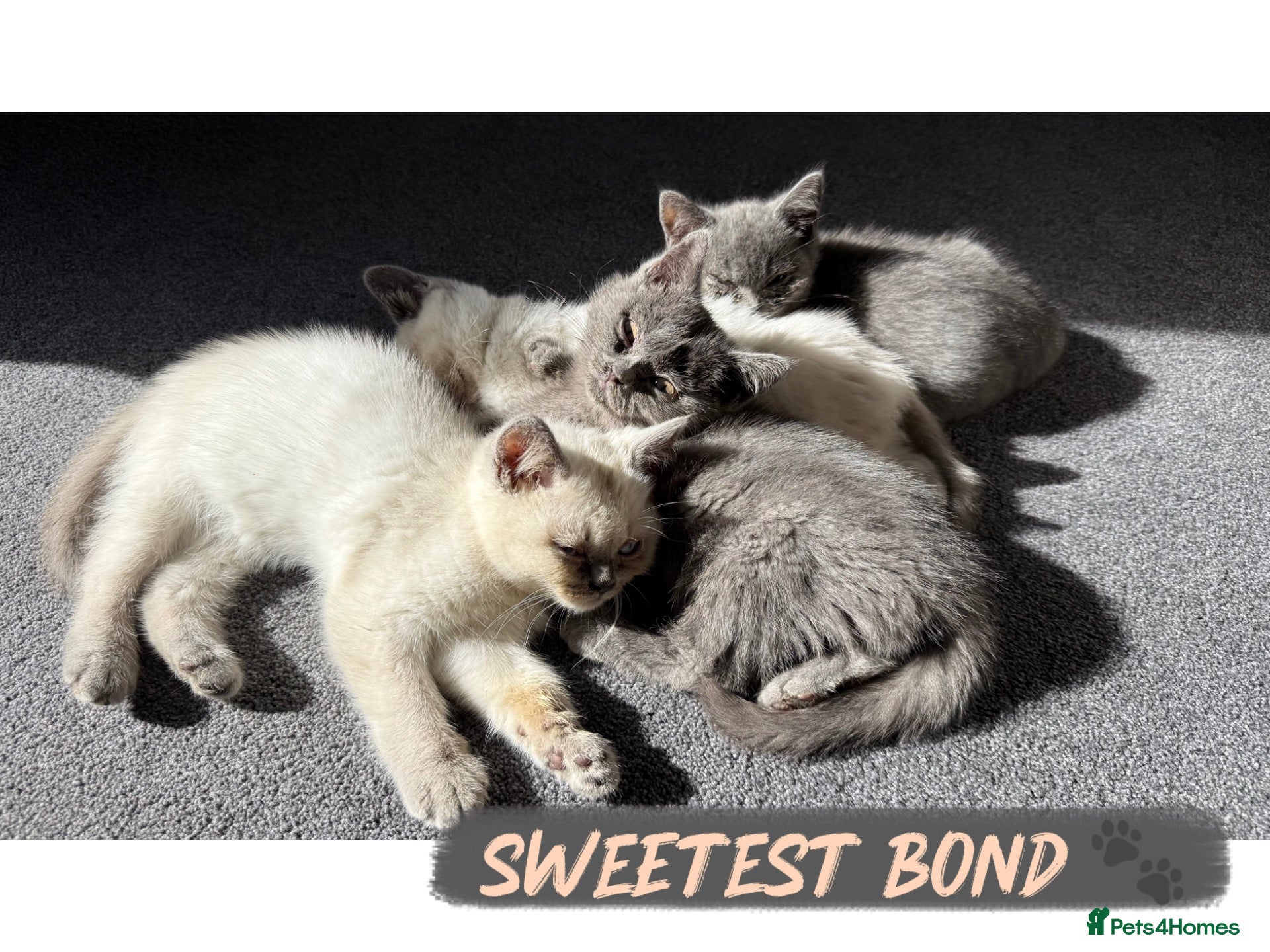 British Shorthair cats 3 STUNNING BOYS LEFT-GCCF REGISTERED READY NOW 🤍 - Advert 17