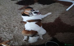 Jug dogs for sale: Finding a loving family - Image 1