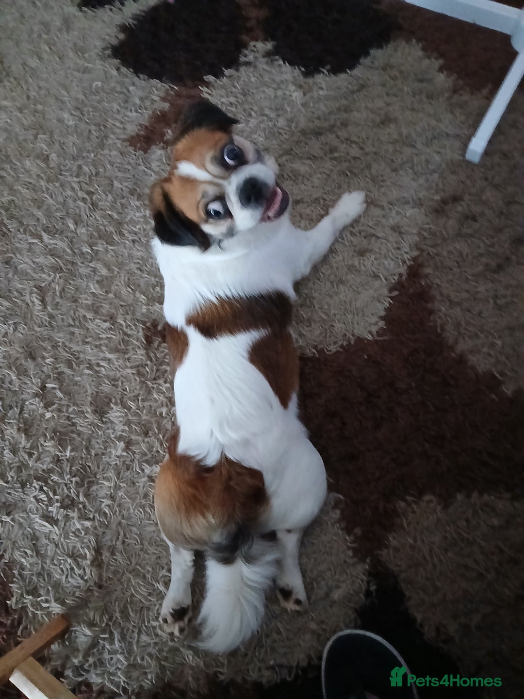 Jug dogs for sale: Finding a loving family - Image 1