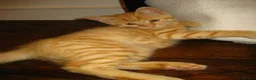 Mixed Breed cats for sale: 2 kittens, brother and sister  in London - Advert 9