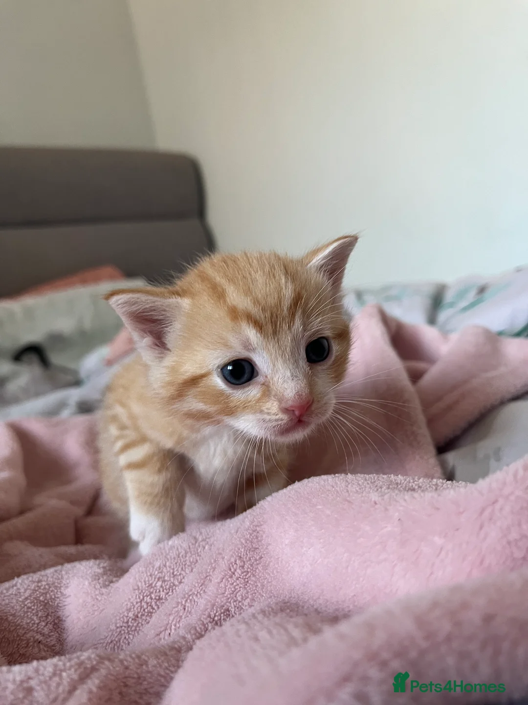 Domestic Shorthair cats for sale: Kittens for sale in Manchester - Advert 5
