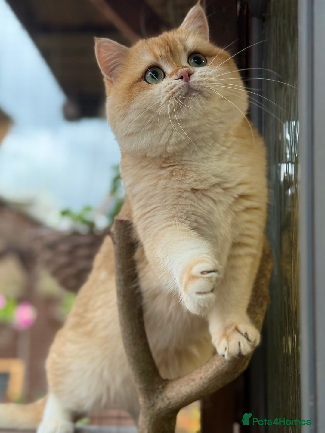 British Shorthair cats for stud: BSH NY12 STUD GCCF and TICA registered  in Ipswich - Advert 4