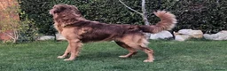 Golden Retriever dogs for sale: KC Reg Dark Red Golden Retriever-100% DNA Tested - Advert 11