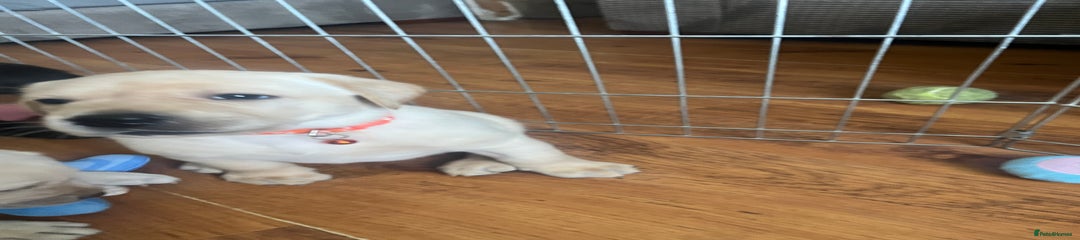 Labrador Retriever Puppy 1