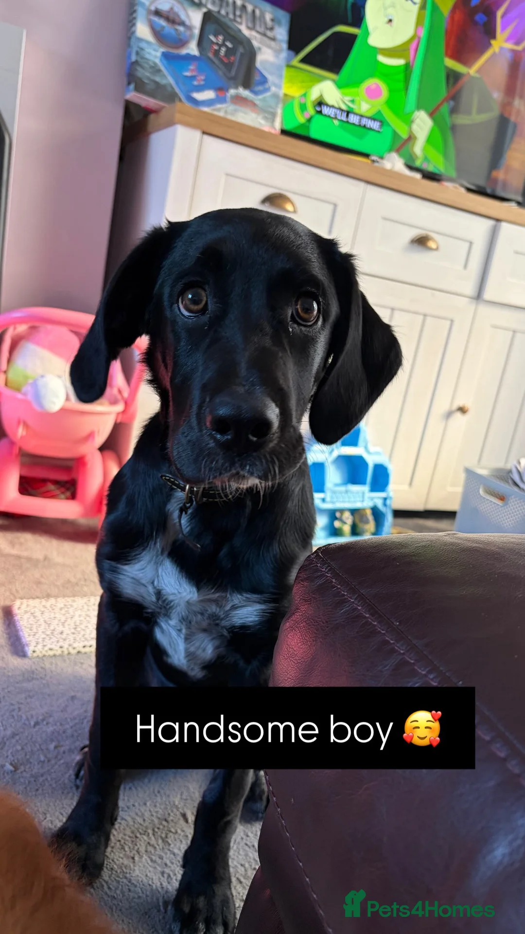 Sprollie dogs for sale: spaniel cross collie male 6 month old  - Advert 5