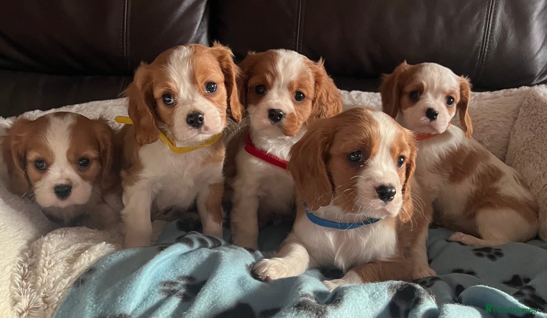 Cavalier King Charles Spaniel dogs for sale: Stunning cavalier King Charles boys - Advert 8