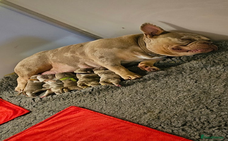 American Bully dogs Mirco bully- perfect and ready to go.  - Advert 1