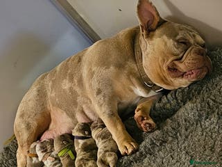 American Bully dogs Mirco bully- perfect and ready to go. - Advert 8