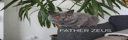 British Shorthair cats for sale: Meet the boys, Tuko, Rio & blu - Advert 9