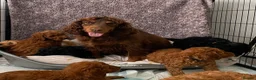 Cockapoo dogs for sale: STUNNING HEALTH CLEAR COCKAPOO PUPPIES  - Advert 9