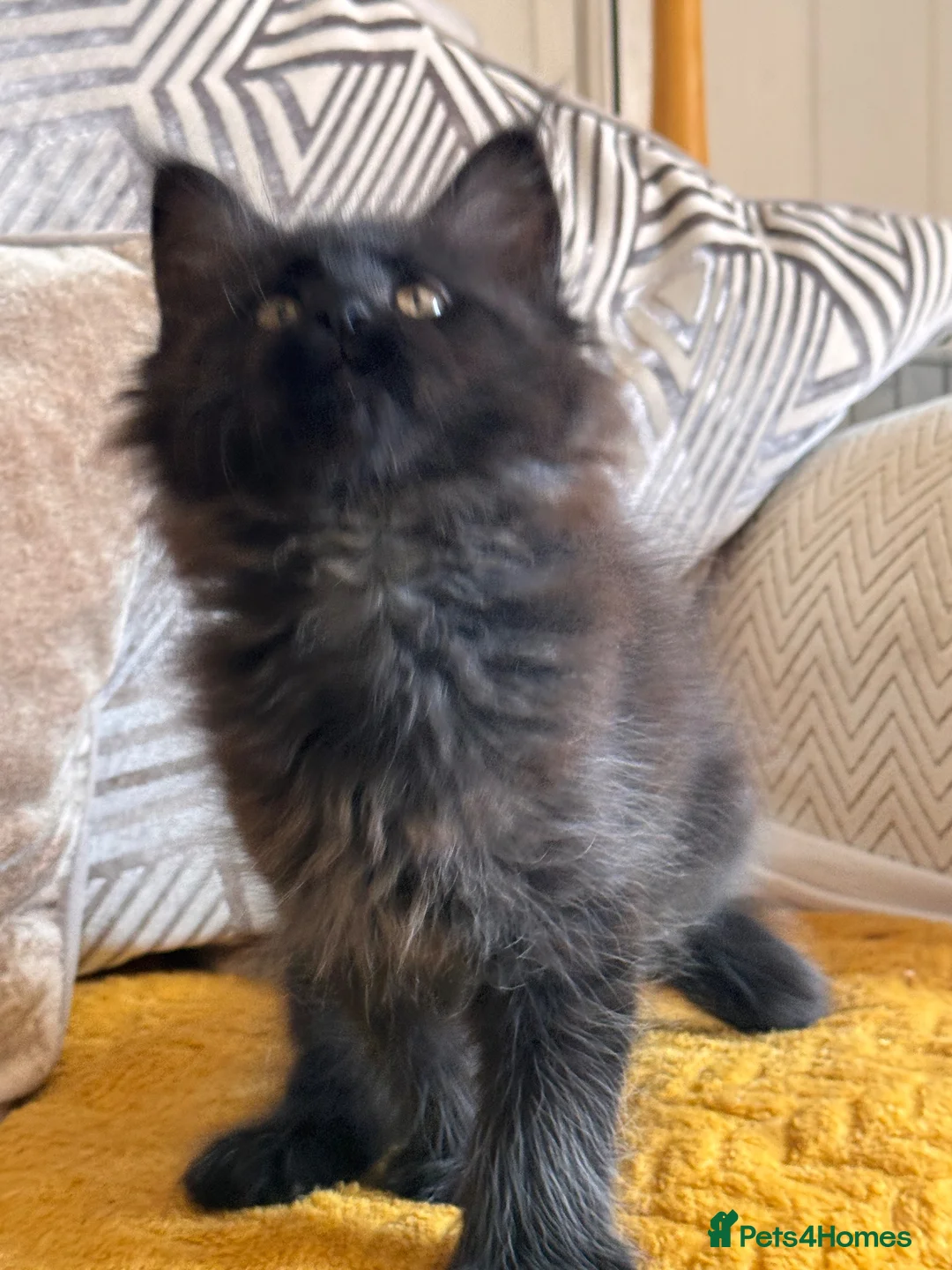 Maine Coon cats for sale: Maine Coon - Advert 9