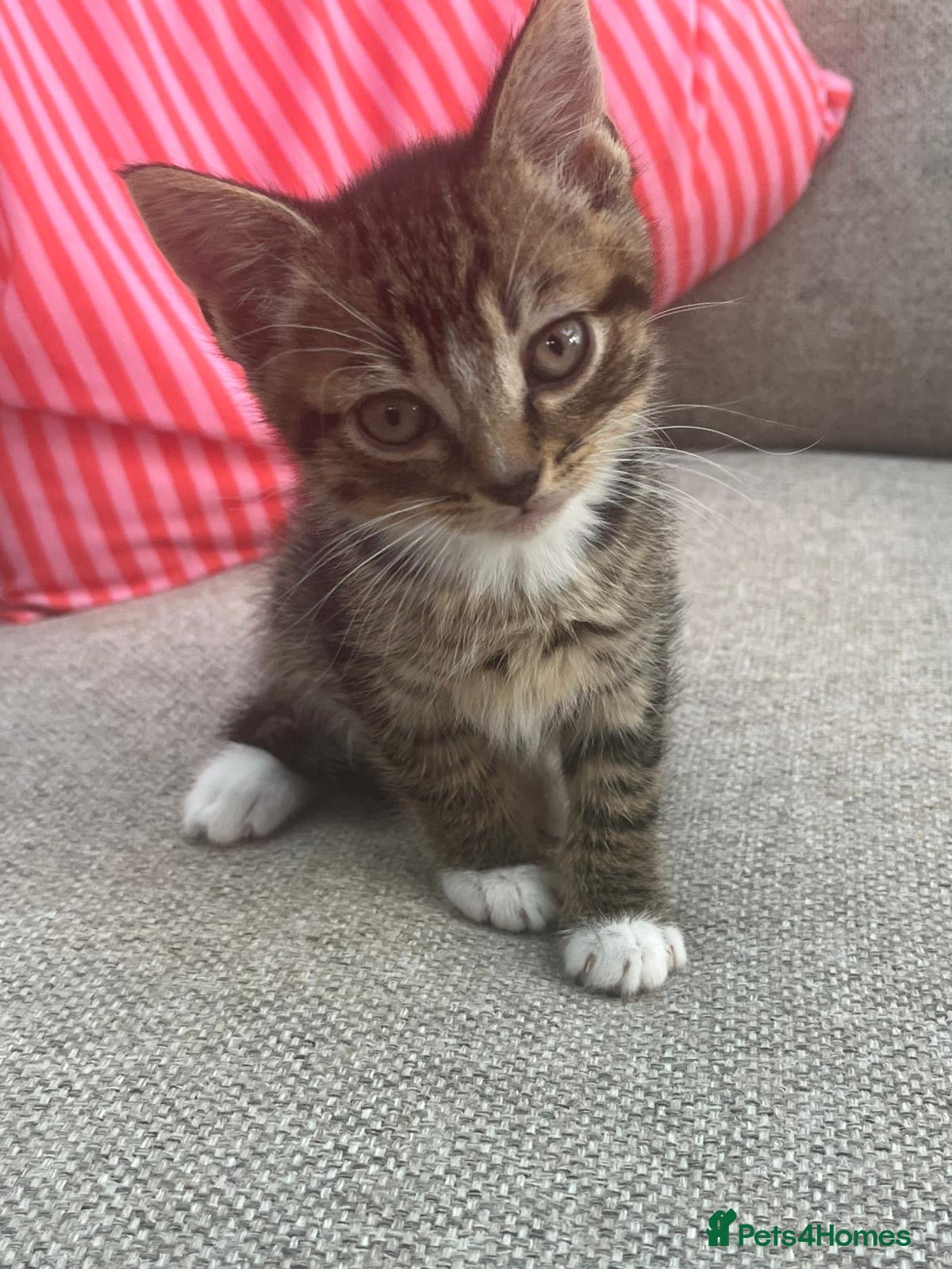 Mixed Breed cats 1 Tabby/stripy boy left! - Advert 1