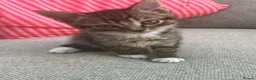 Mixed Breed cats for sale: 1 Tabby/stripy boy left! in West Molesey - Advert 1