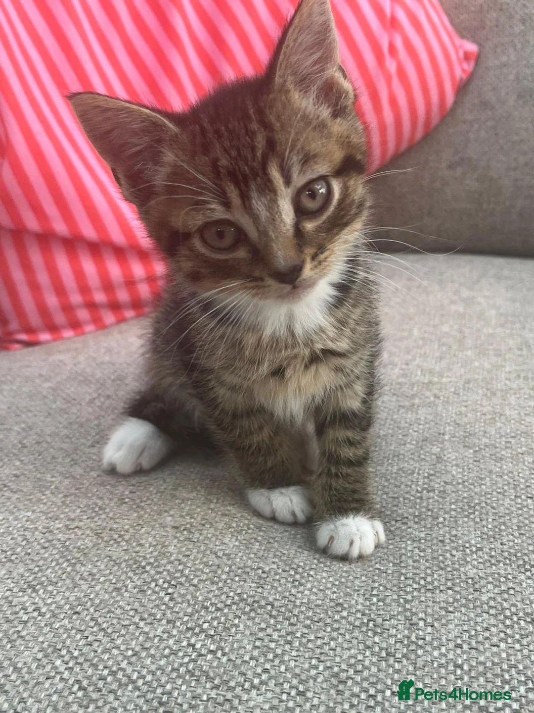 Mixed Breed cats for sale: 1 Tabby/stripy boy left! in West Molesey - Advert 1