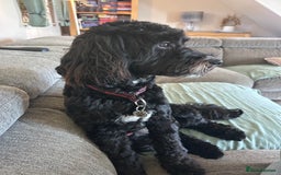 Cockapoo dogs for stud: F1 cockapoo available for stud  - Image 2