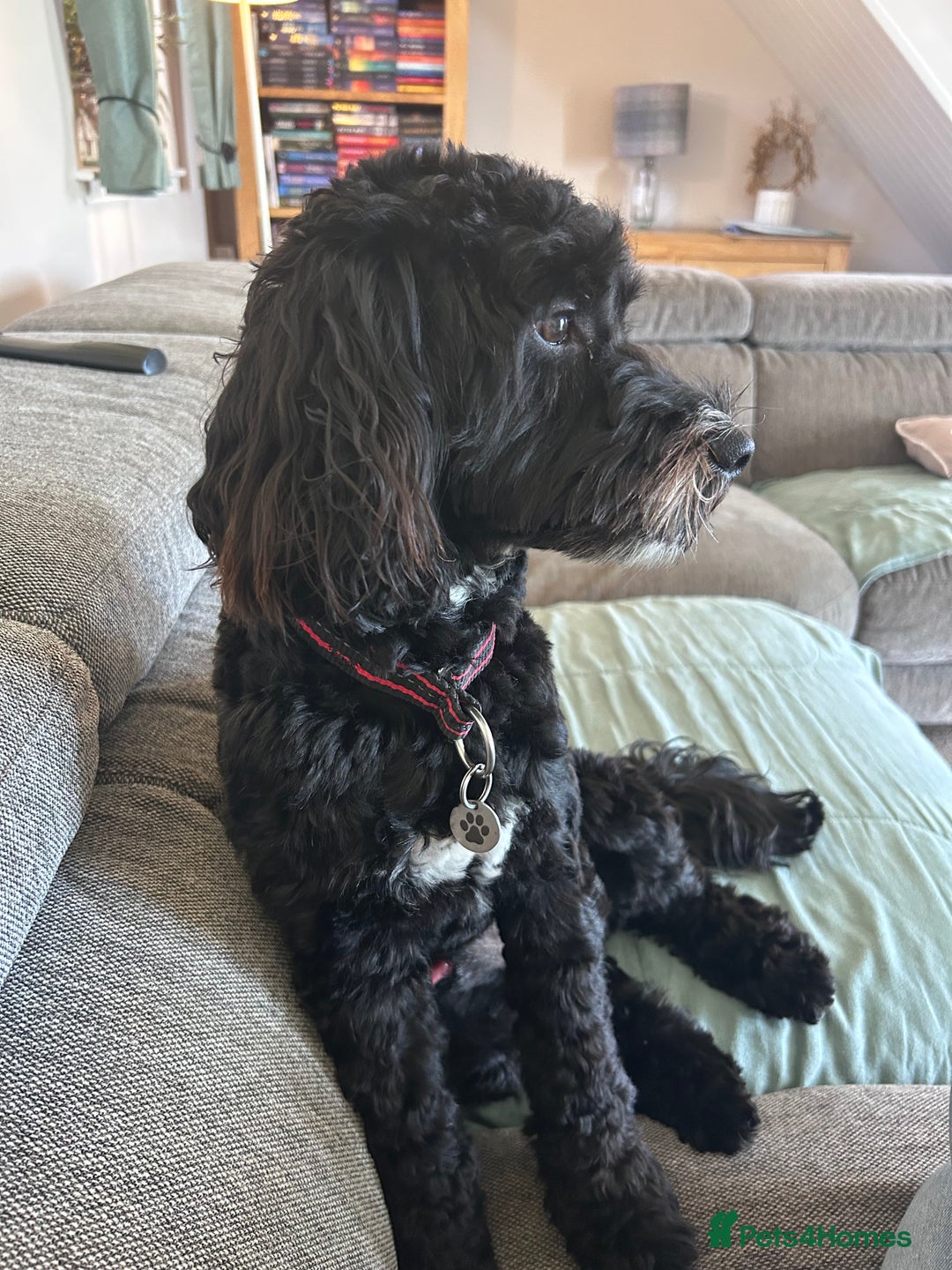Cockapoo dogs for stud: F1 cockapoo available for stud  - Image 2