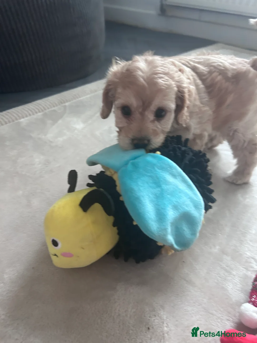 Cavapoochon dogs for sale: Cavapoochon puppies in Sutton Coldfield - Advert 2