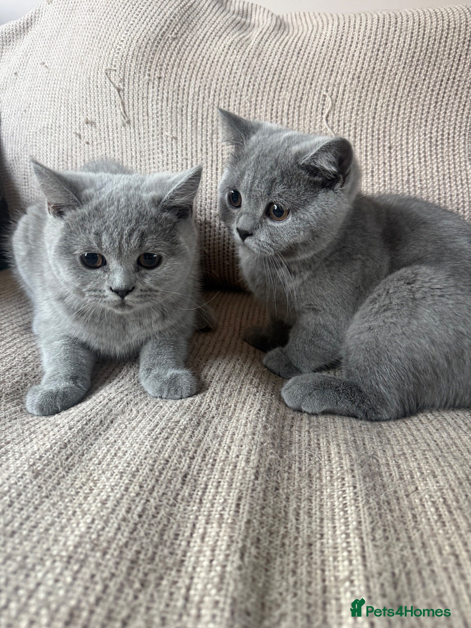 British Shorthair cats Beautiful British Shorhair Kittens for Sale - Advert 2
