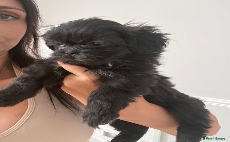 Shih Tzu dogs - Advert 3