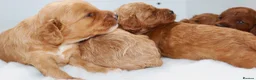 Cavapoo dogs for sale: Quality F1b  Cavapoo puppies - Advert 10