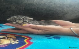 Persian cats for sale: Persian kittens  - Image 5