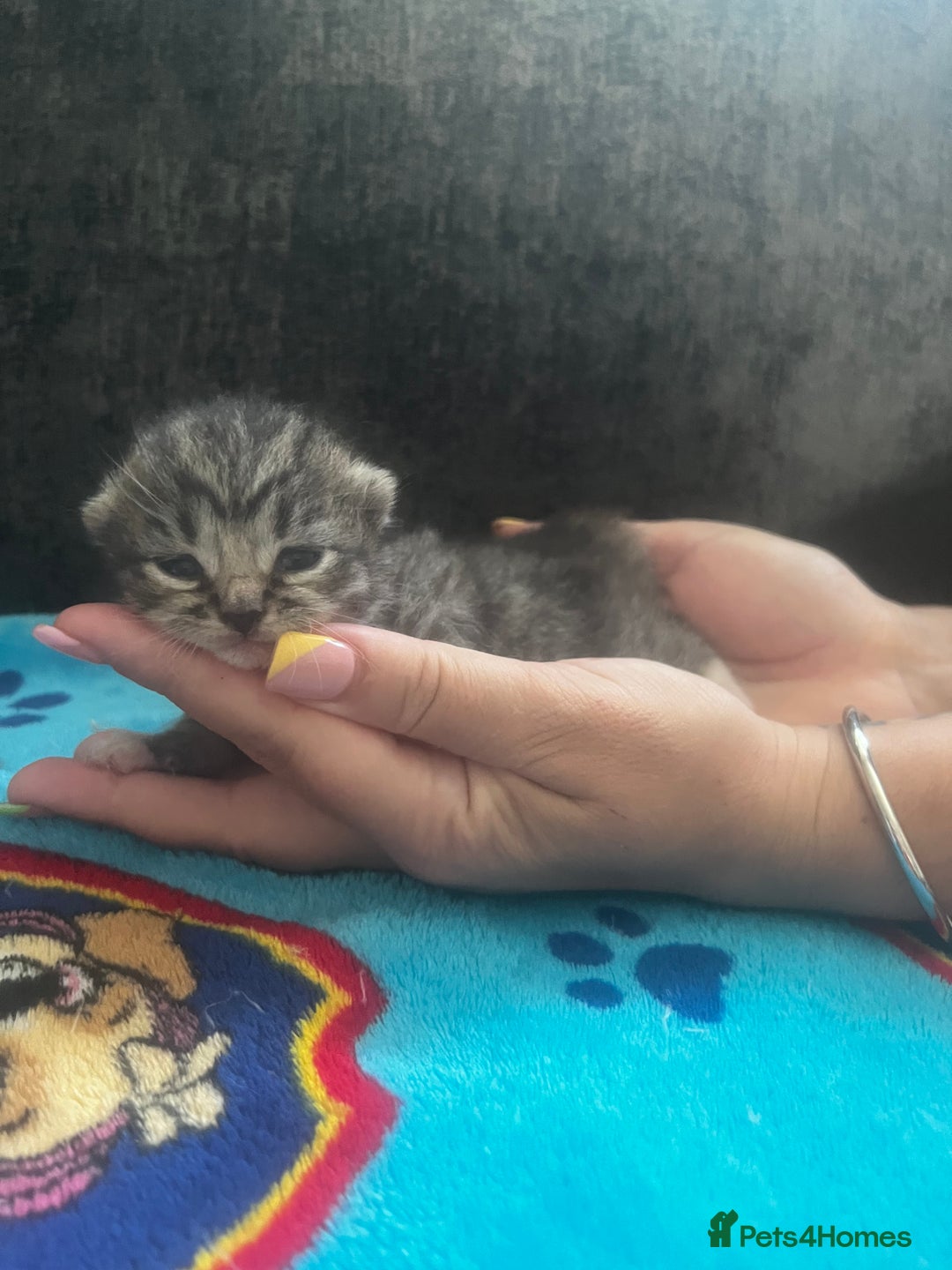 Persian cats for sale: Persian kittens  - Image 5