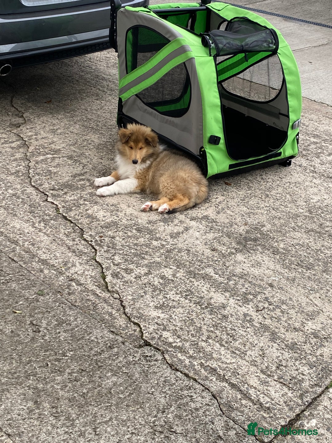 Rough Collie dogs for sale: ROUGH COLLIE SABLE AND WHITE PUPPIES - Image 14