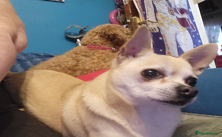 Chihuahua dogs - Advert 1