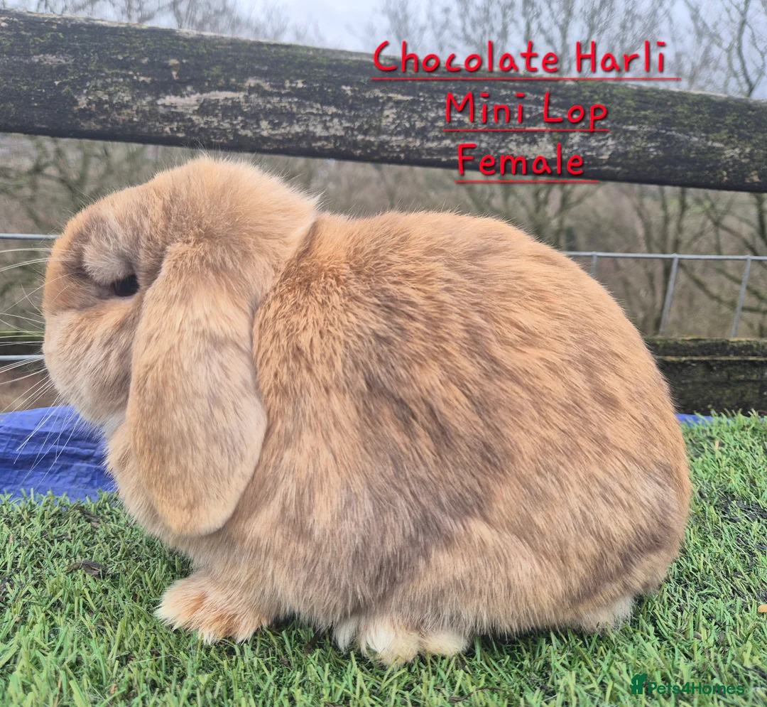 Mini Lop rabbits for sale: Various young Adult rabbits  - Advert 12